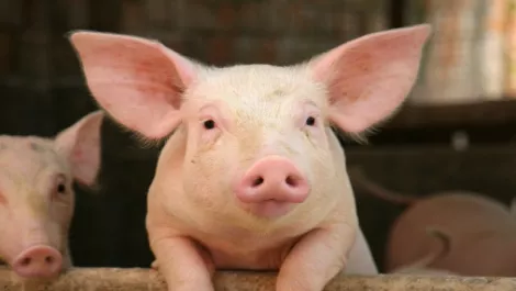 Green Party piggy-backs Govt's $65m internet cable plans