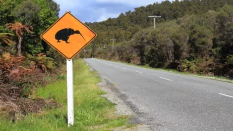 Kiwis speak now or forever hold your web address