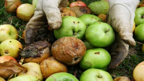 Appetite for Apple waning as Kiwis favour Samsung
