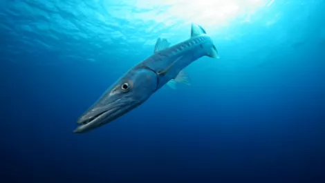 We'll stick with two-tier distribution - Barracuda Networks
