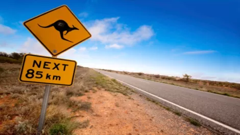 Aussie distie seeks Kiwi DNA