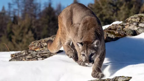 Apple previews OS X  'Mountain Lion' - Updated