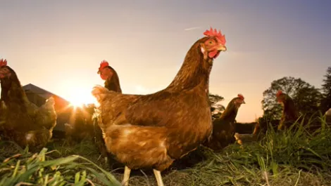 Data is like a dead chicken...