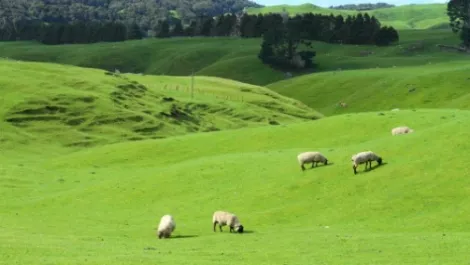 Wireless Nation inks farming deal