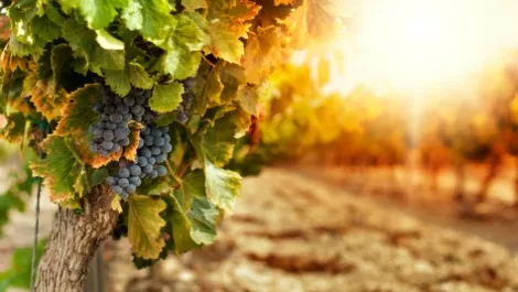 UXC Eclipse expands viticulture reach with WineDirect buy