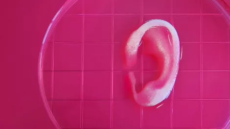 Latest breakthrough in 3D printing: Human ears..?