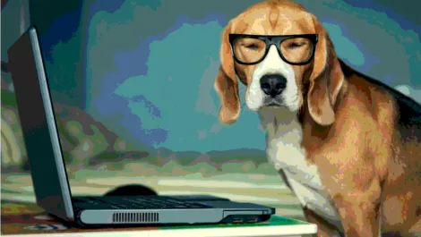 SPCA Auckland goes digital