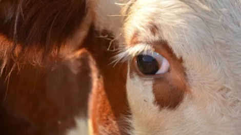 Hamilton's NetValue teams up with SugarCRM in agriculture push