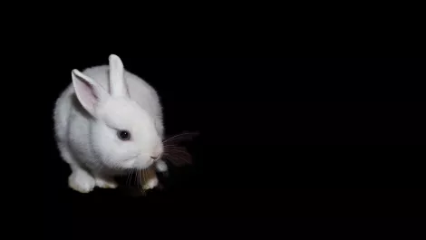 Experts weigh in on 'Bad Rabbit', the potential next WannaCry​