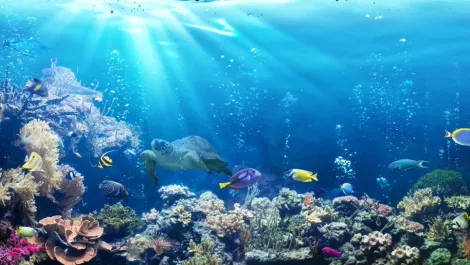 Secrets of Otago's sea life to be shared in gigcity-funded 'fishy webcam'