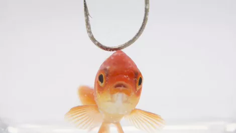 Sink or swim: How your organisation can avoid phishing scams