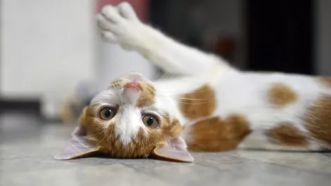 The Dunedin gaming firm helping a US animal rescue centre