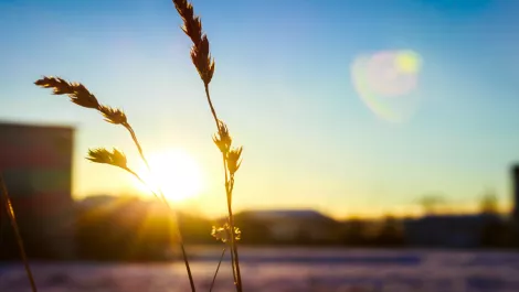 Microsoft bolsters green portfolio with 74MW solar investment