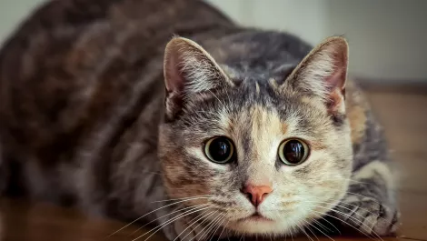 How one man used AI to curb his cat's murderous instincts