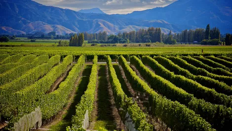 Tourism and wine industries to benefit from Vodafone 4G launch in Marlborough