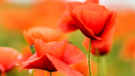 NCSC ANZAC address highlights the importance of strong relationships for cyber threat prevention