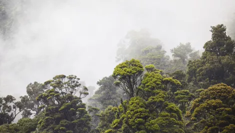 Microsoft and Manaaki Whenua to map NZ's forest cover change