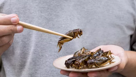 Anteater: Yummy insects