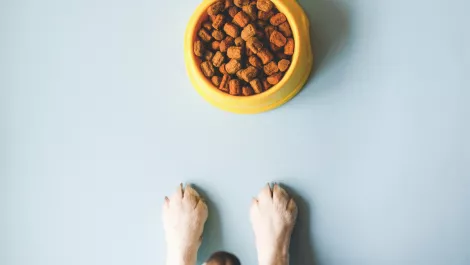 Heyrex: Remote health monitoring for animals