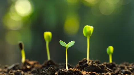 IGEL partners with Plant-for-the-Planet initiative